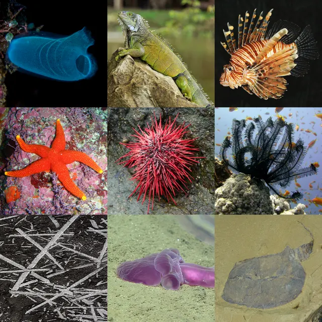 Deuterostome