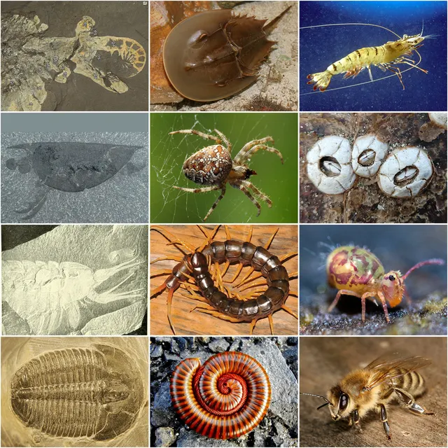 Arthropod