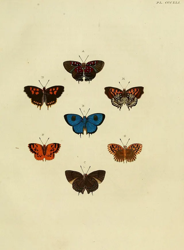 Parrhasius