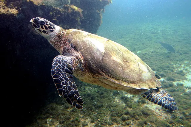 Tortue imbriquée