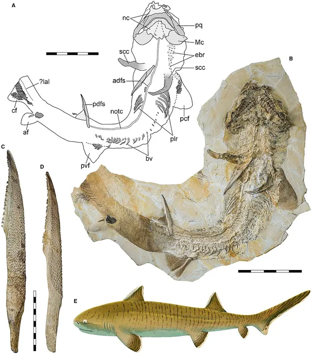 Hybodontiformes