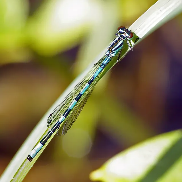 Coenagrion hastulatum