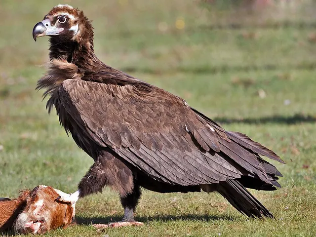 Vautour moine