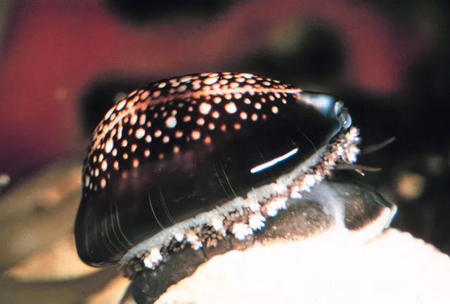 Monetaria caputserpentis