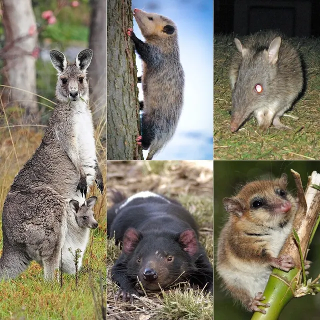 Marsupiaux