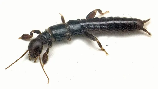 Embioptera
