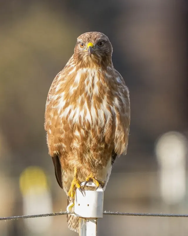Buteo