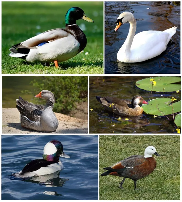 Anatidae