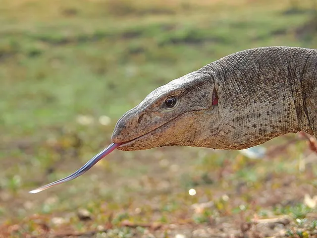 Bengal monitor