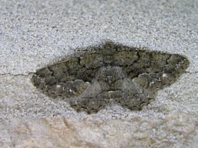 Peribatodes ilicaria