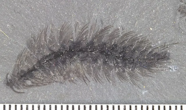 Canadia spinosa