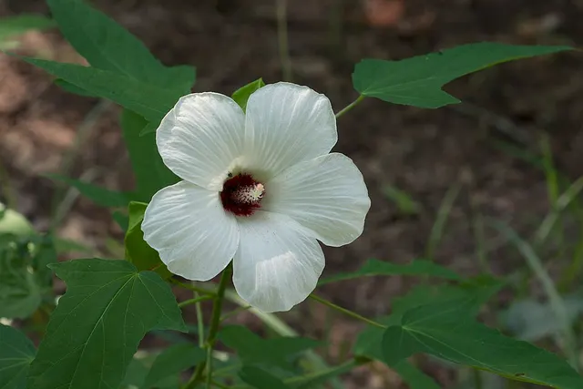 Hibiscus laevis