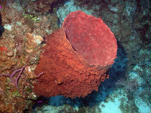 Giant barrel sponge