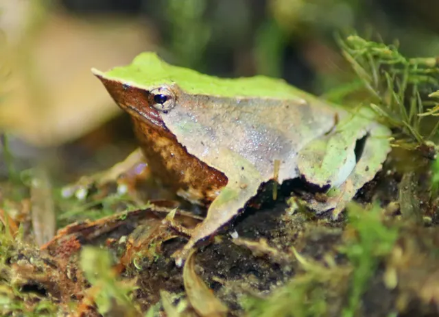 Grenouille de Darwin du Sud