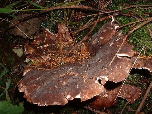 Jahnoporus