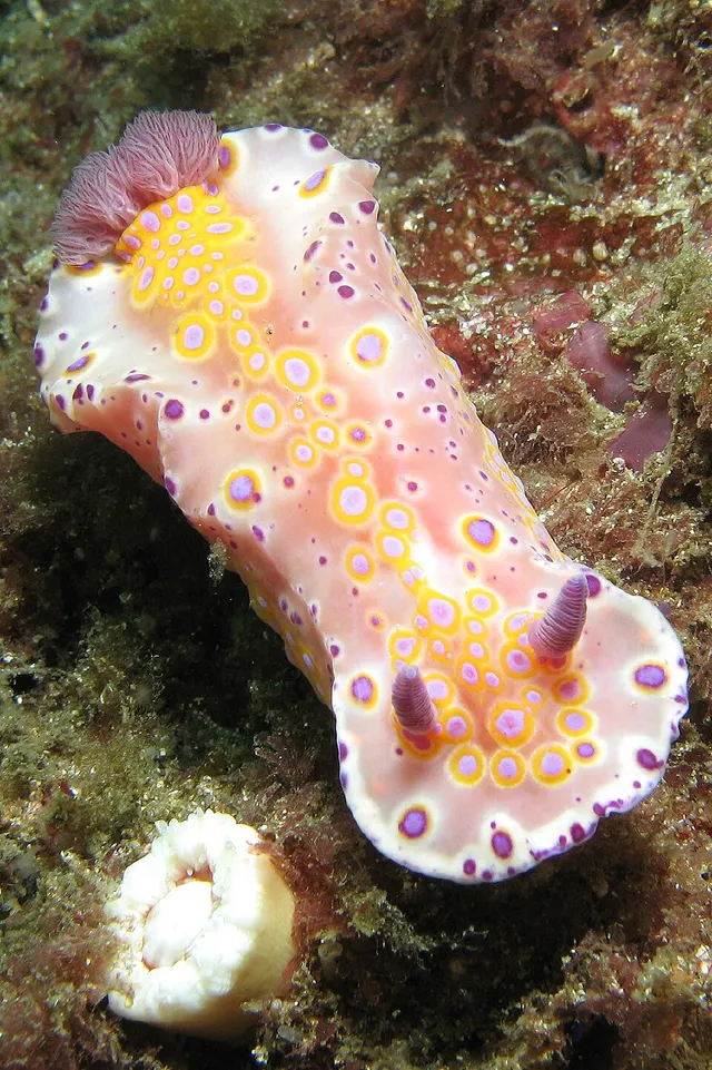 Ceratosoma
