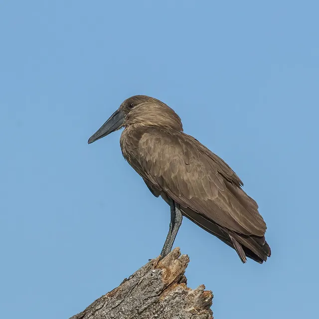 Hamerkop