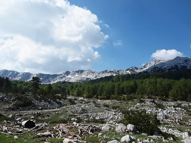 Bijela gora