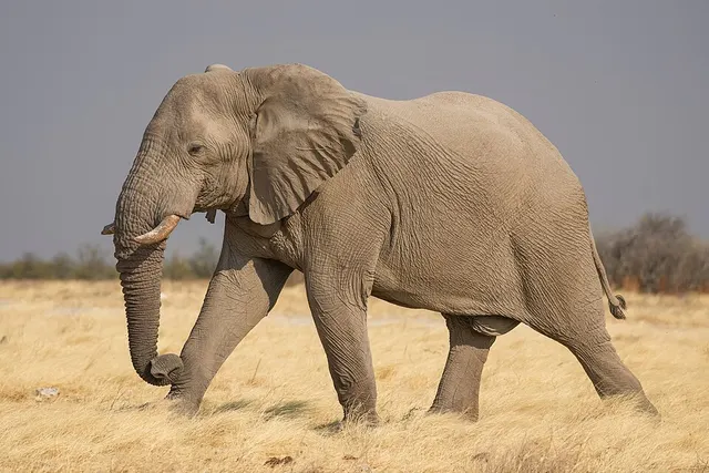 Éléphant de savane d'Afrique