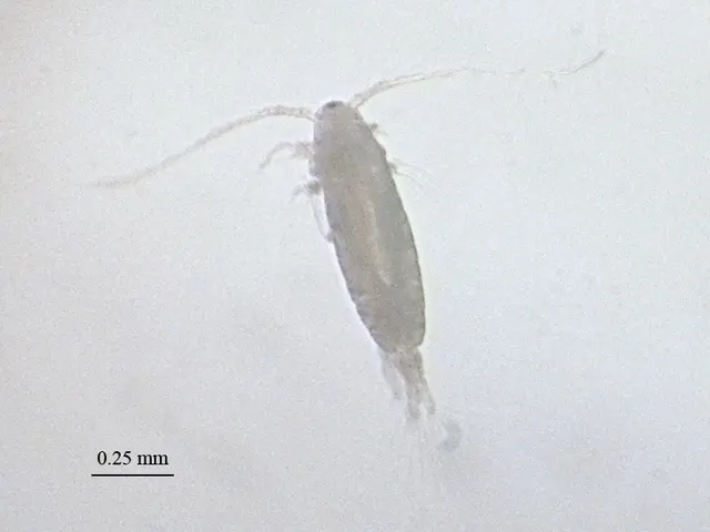 Acartiidae