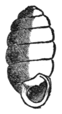 Pupilla blandii