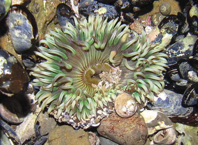 Aggregating anemone