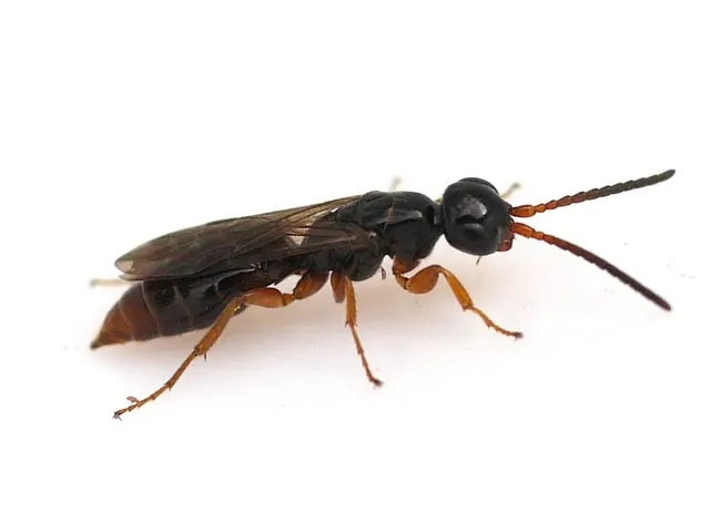 Sierolomorphidae