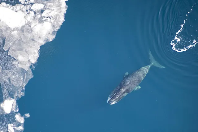 Baleine du Groenland