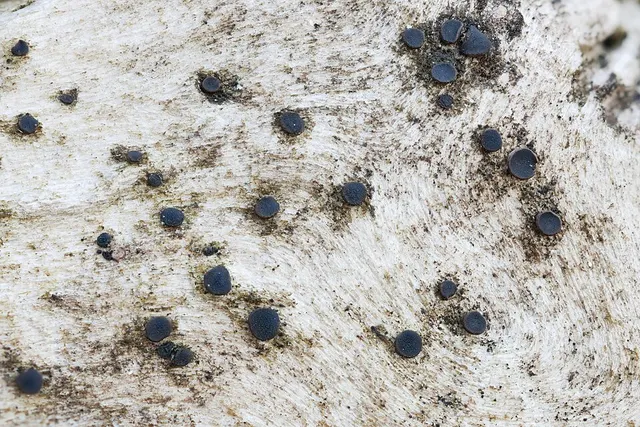 Dactylosporaceae
