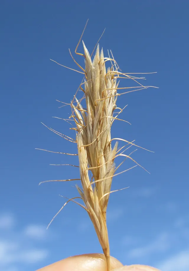 Bromus alopecuros