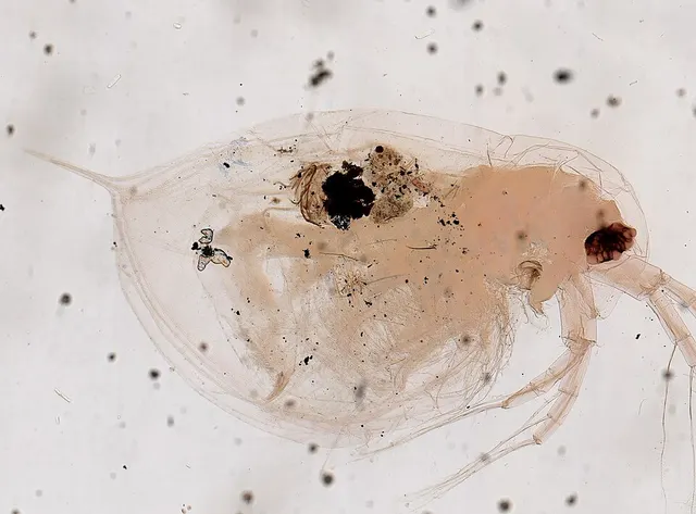 Daphnia barbata