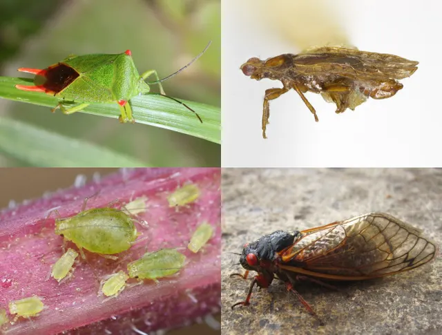 Hemiptera