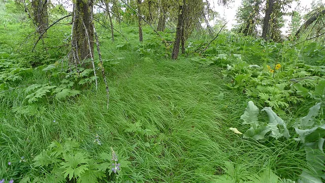 Calamagrostis rubescens