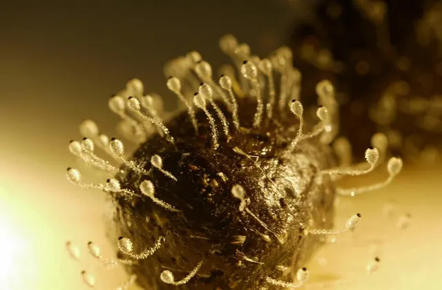 Pilobolaceae