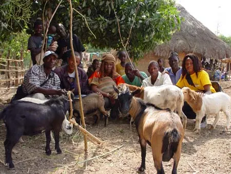 West African Dwarf goats
