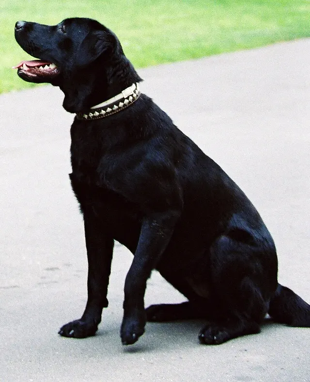 Konni