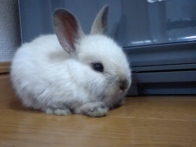 Lapin nain