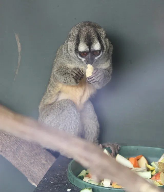 Gray-handed night monkey