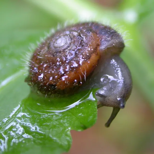 Trochulus villosus