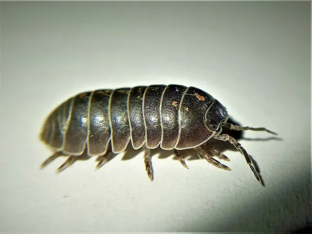 Armadillidium vulgare