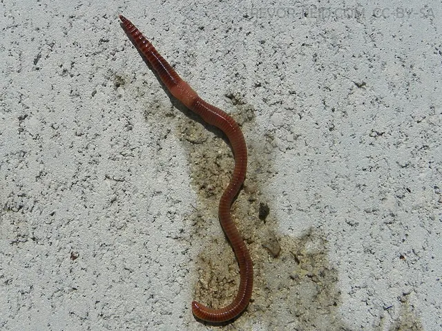 Dendrobaena hortensis