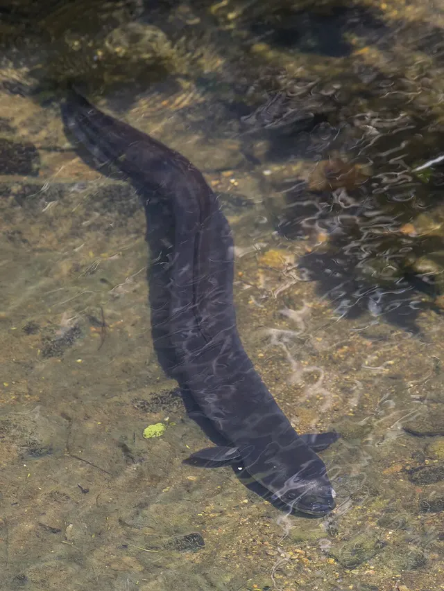 Anguilliformes