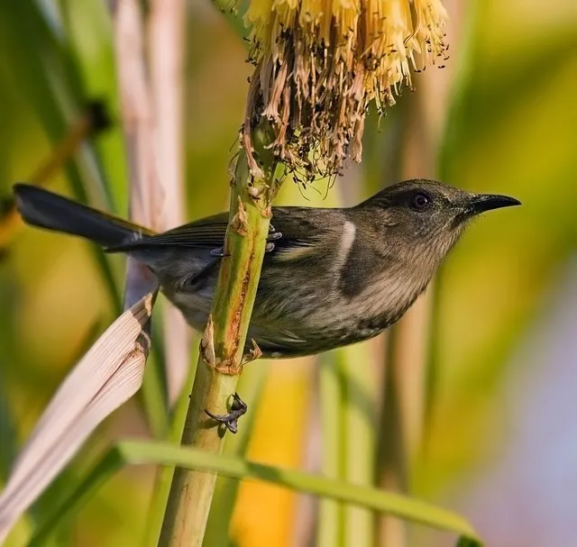 Honeyeater