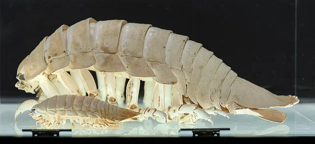 Bathynomus