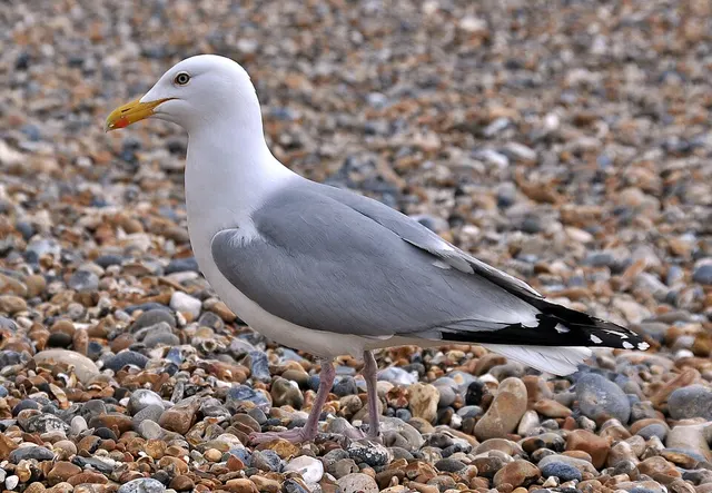 Gull