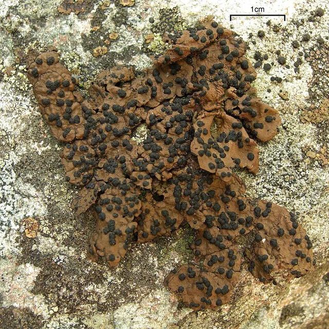 Umbilicaria