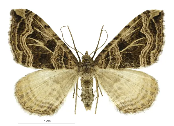 Xanthorhoe semifissata