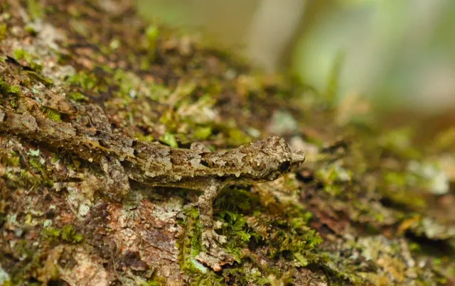 Western dwarf gecko