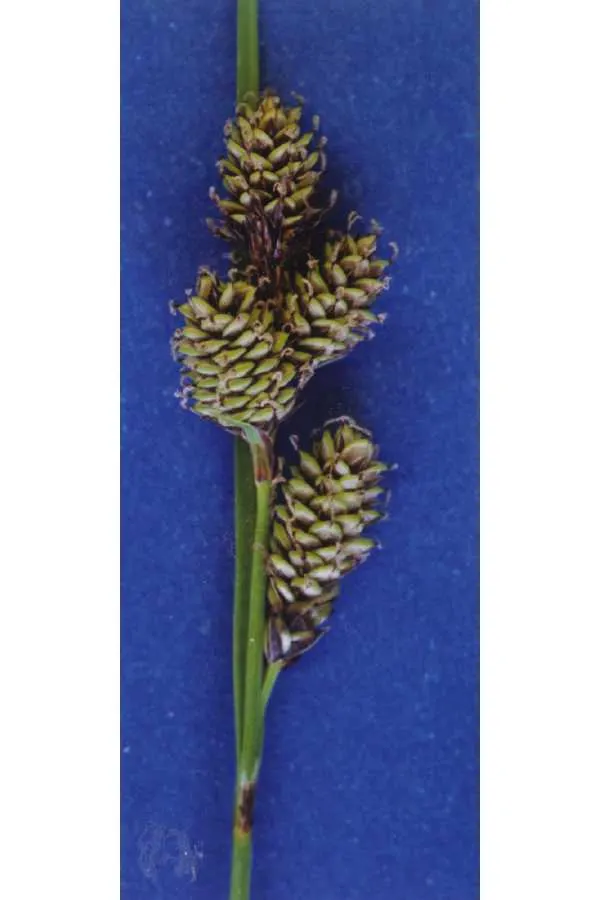 Carex heteroneura