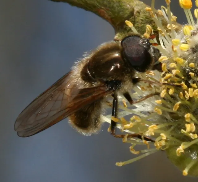Cheilosia albipila